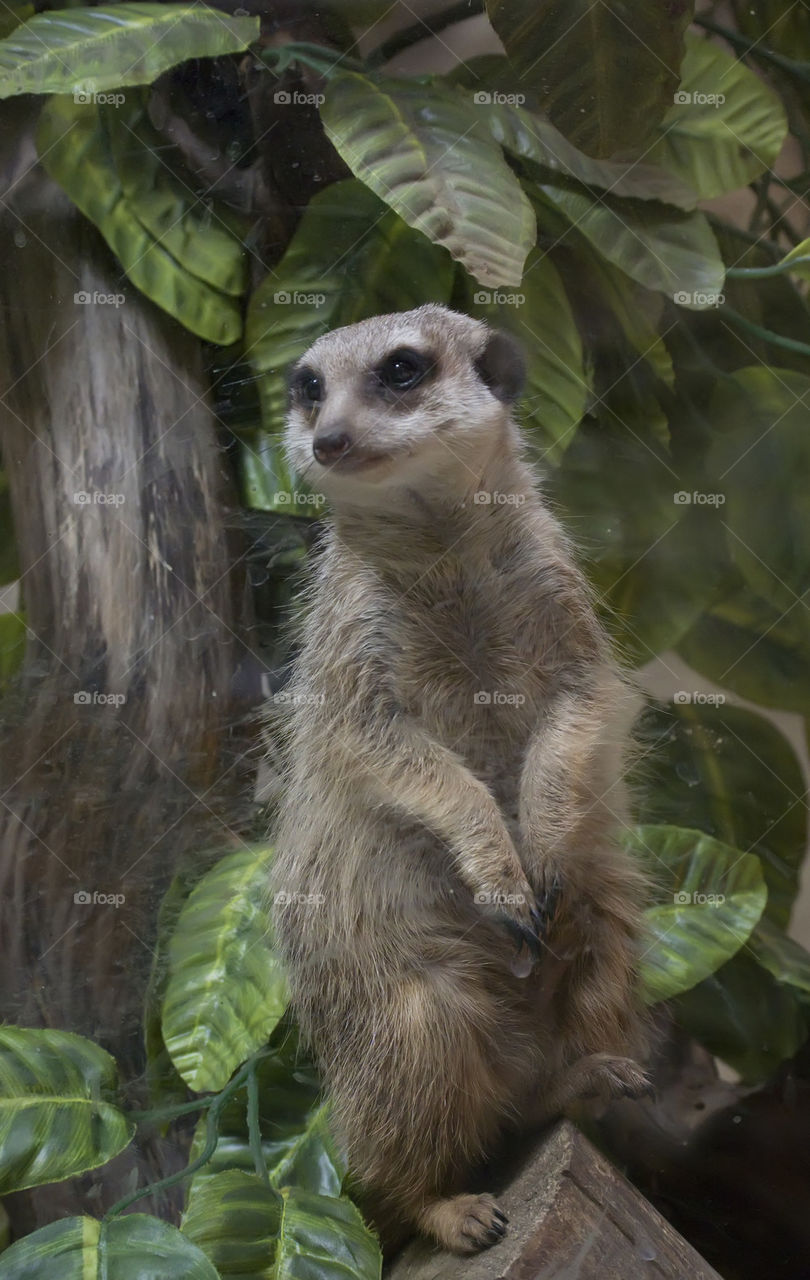 Suricate