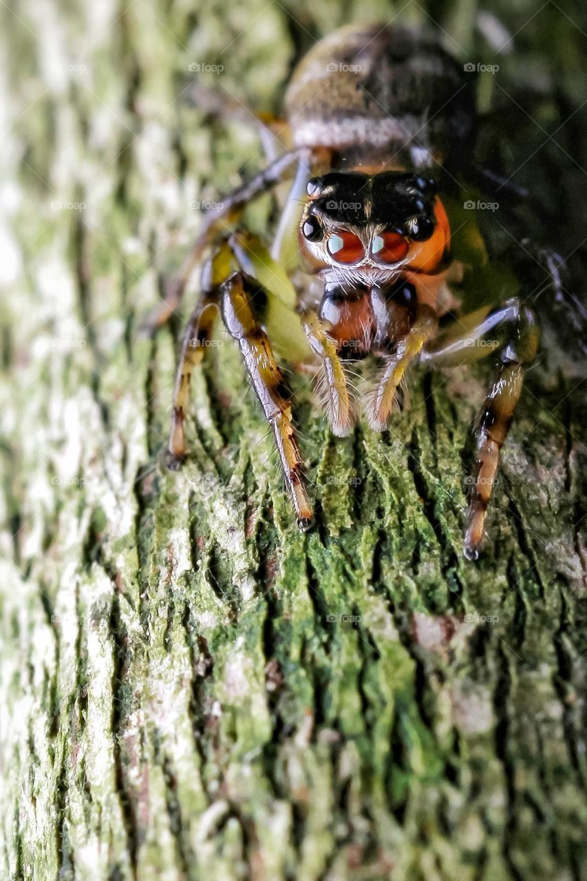 jumping spider looking for a prey
