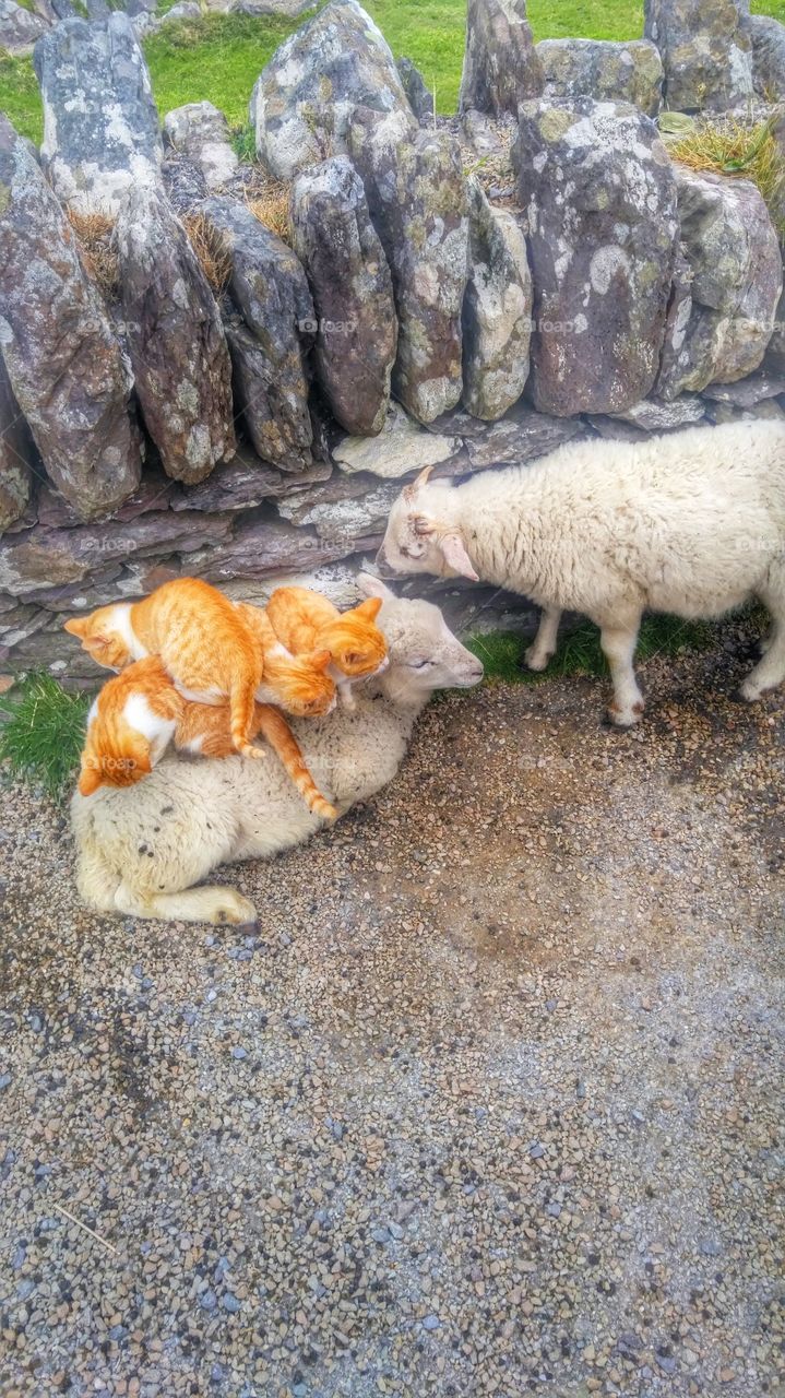 cuteness overload. group of kitten cuddle ontop of a lamb in ireland