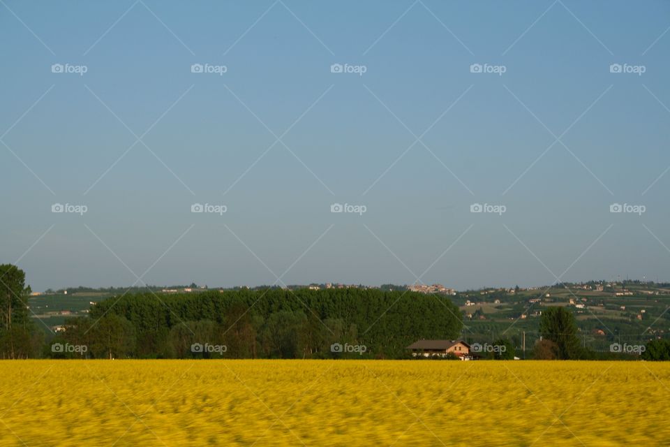 Yellow flowered field in Italian countryside with hills on background
