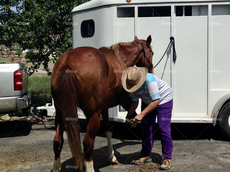 Cleaning the horse's hoof, horse grooming 