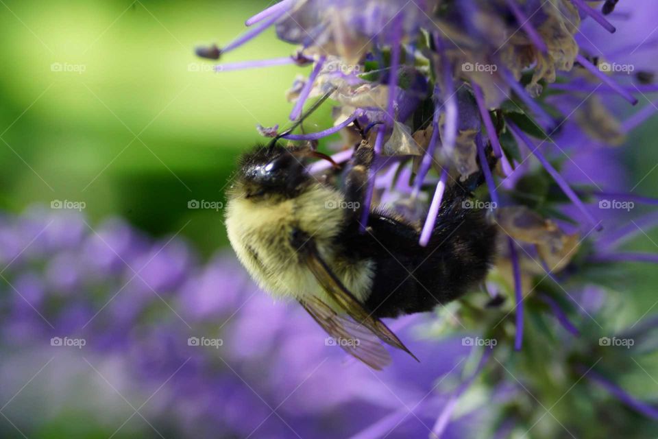 Bee on purple flower