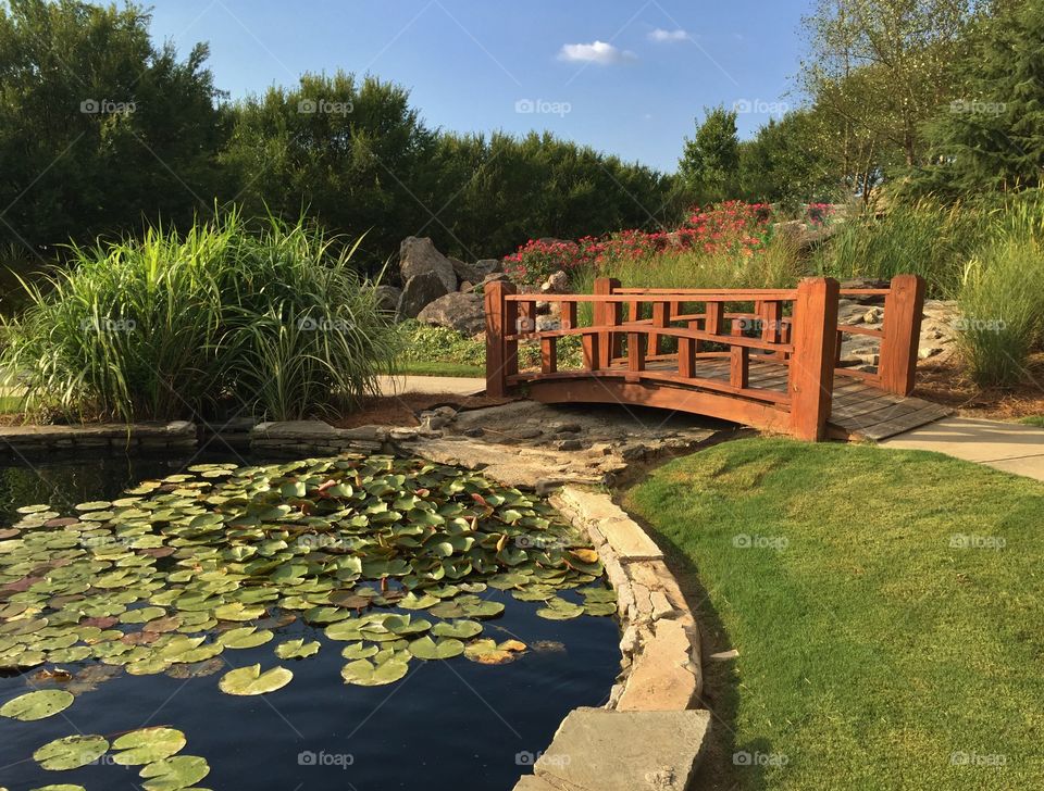 Bridge over a Lily Pad Pond