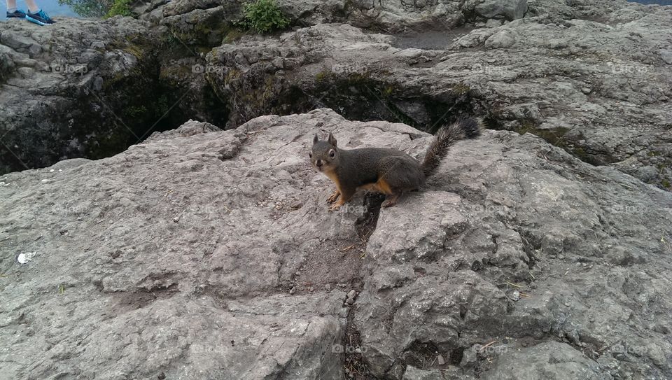 Squirrel. lots of animals hiking