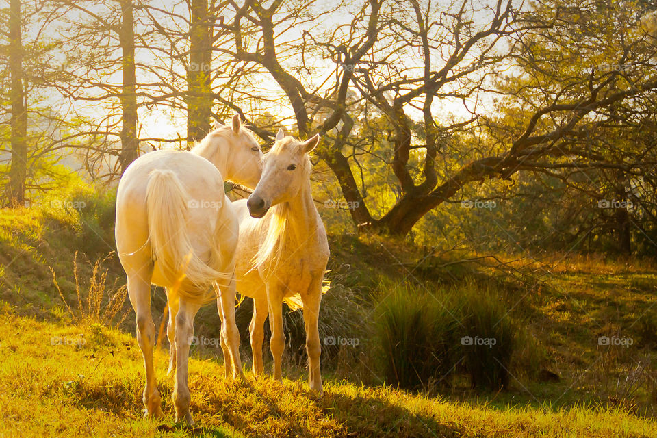 Natural vs artificial light - nothing compares to golden hour natural light. Image of two horses at sunset.
