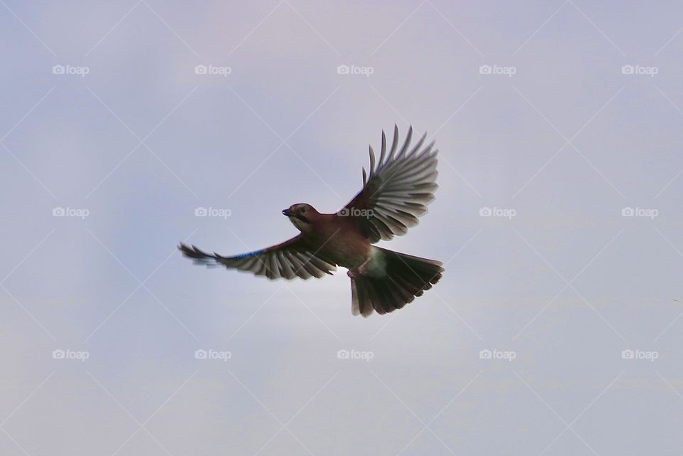 Jay in flight 