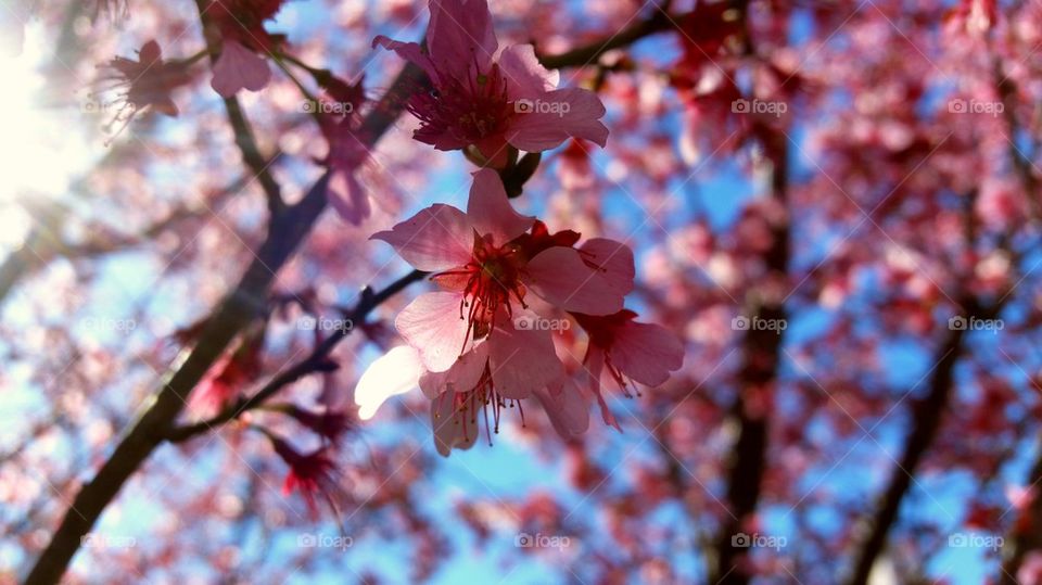 Close-up of pink flowers