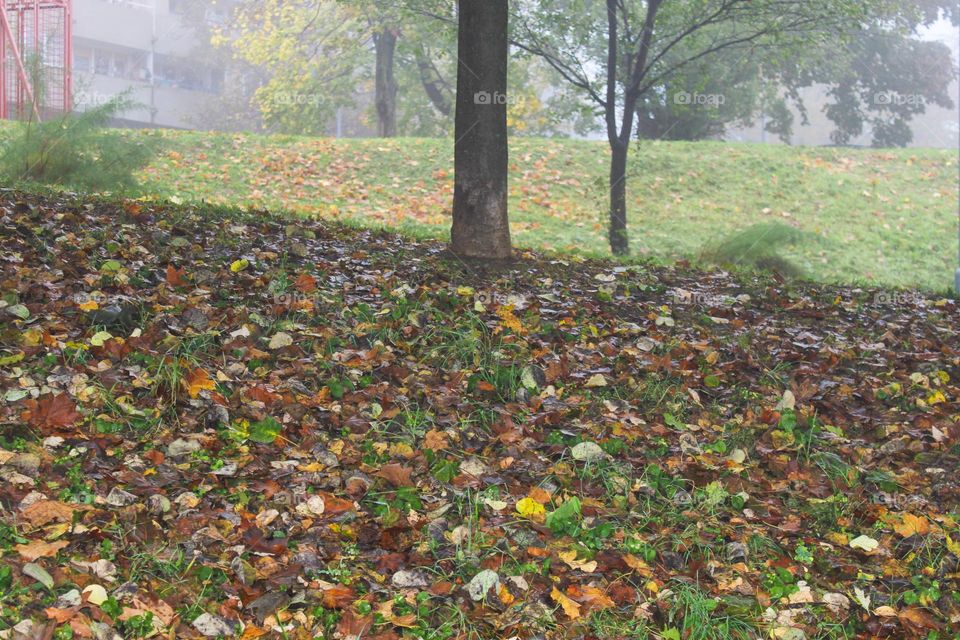 Autumn landscape. 
View of the trees and grass covered with fallen autumn leaves