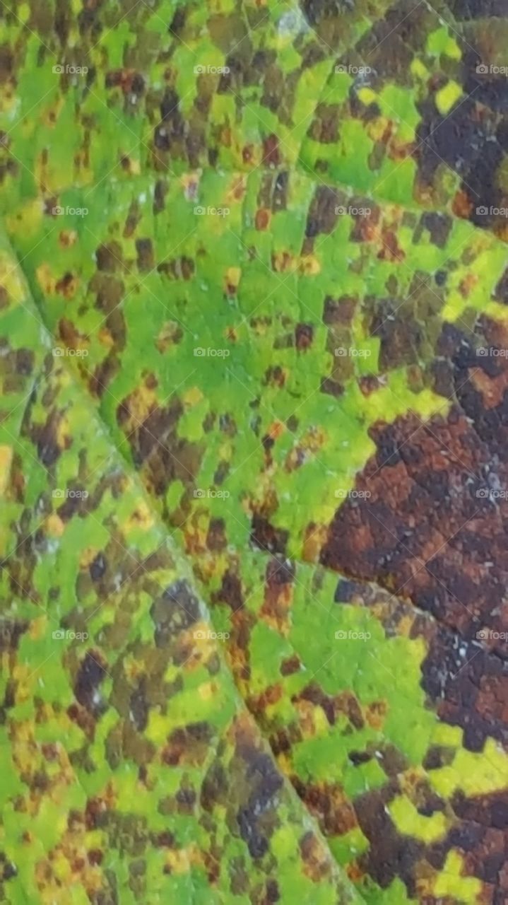leaf mosaic in fall