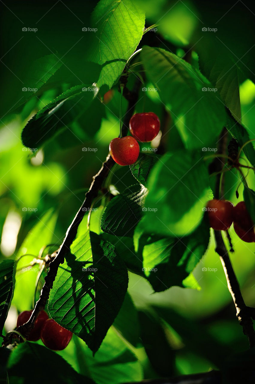 green spring red tree by munda.net