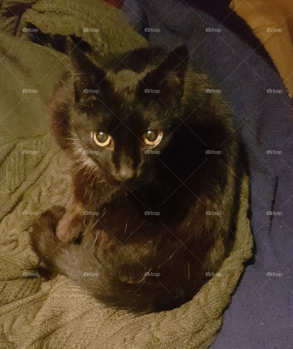 Pimpuś, mr black cat