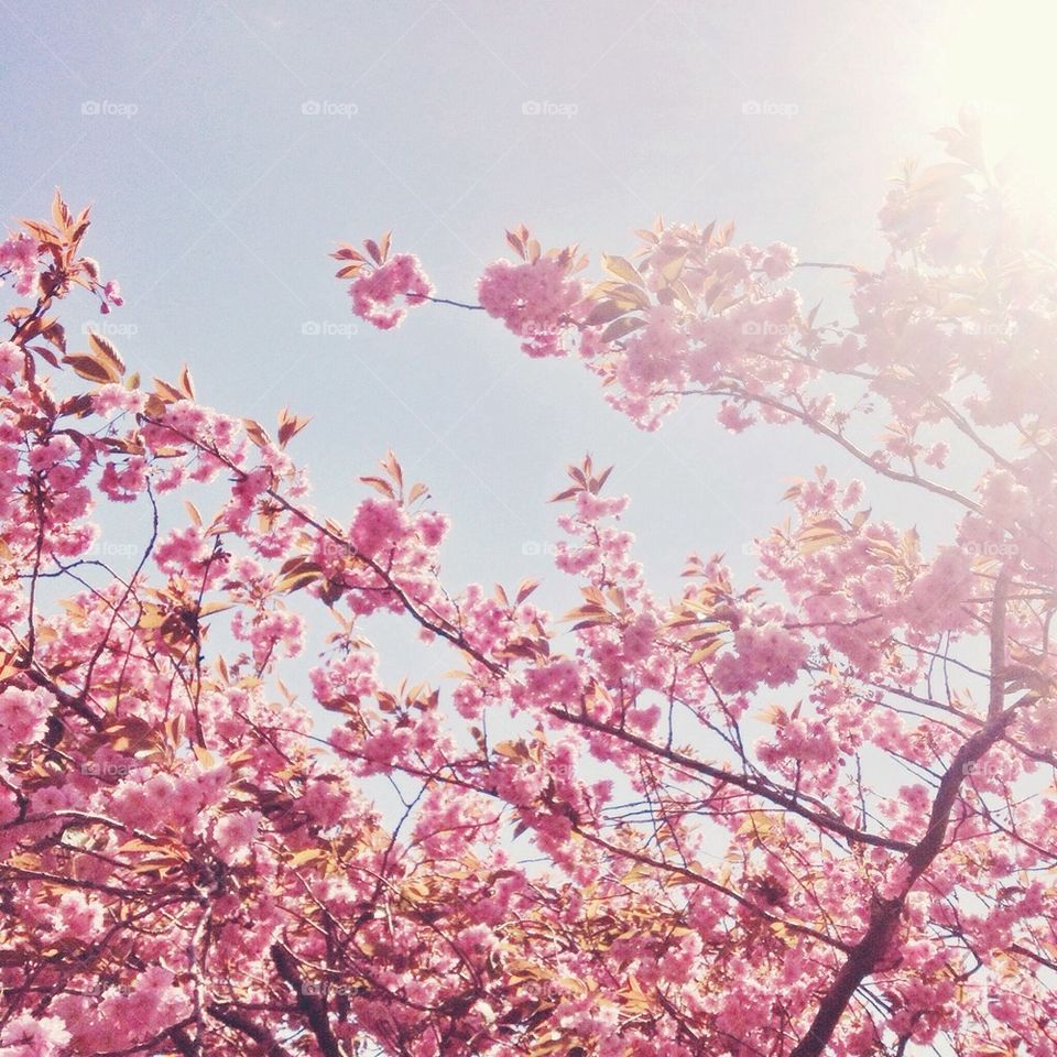 Cherry blossom tree