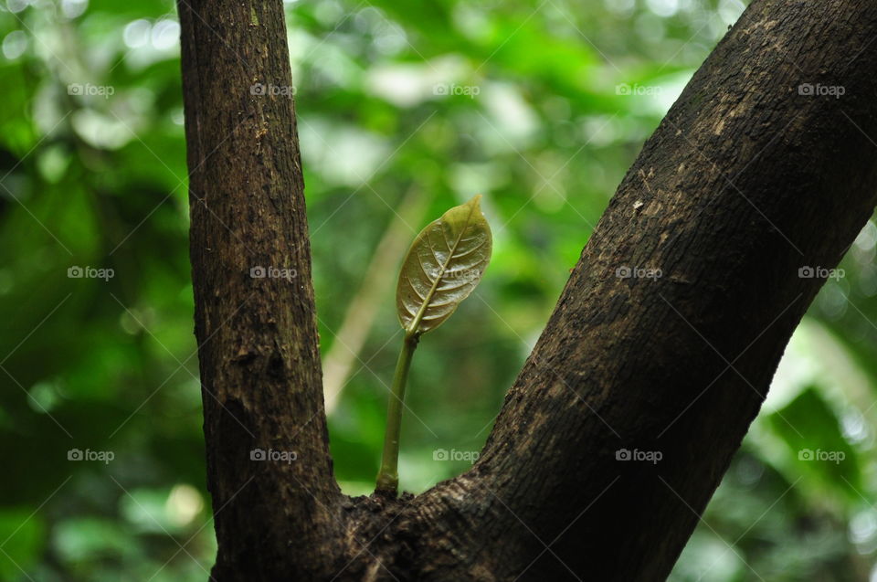 Birth of a new branch