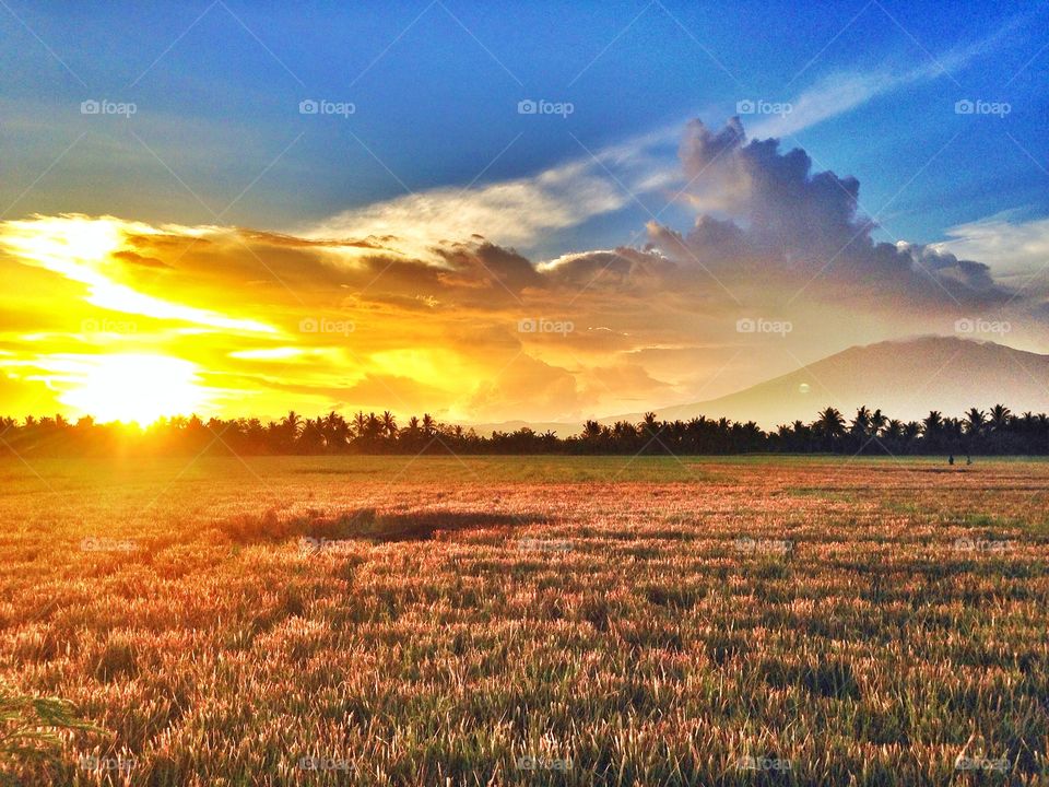 Rice field sunset