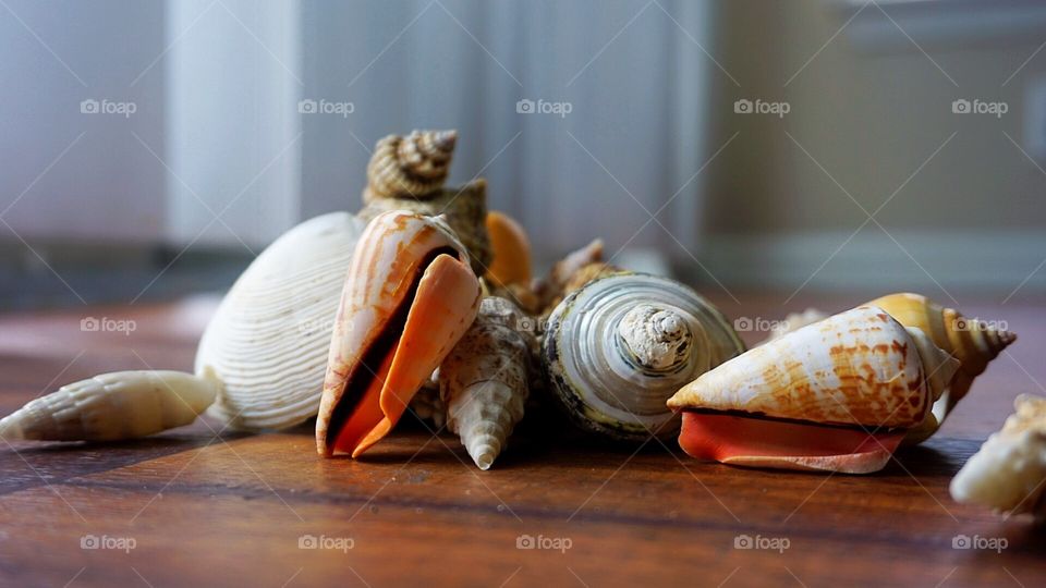 Seashells in Focus