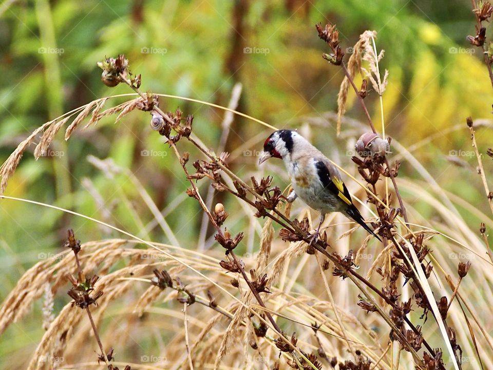 Goldfinch