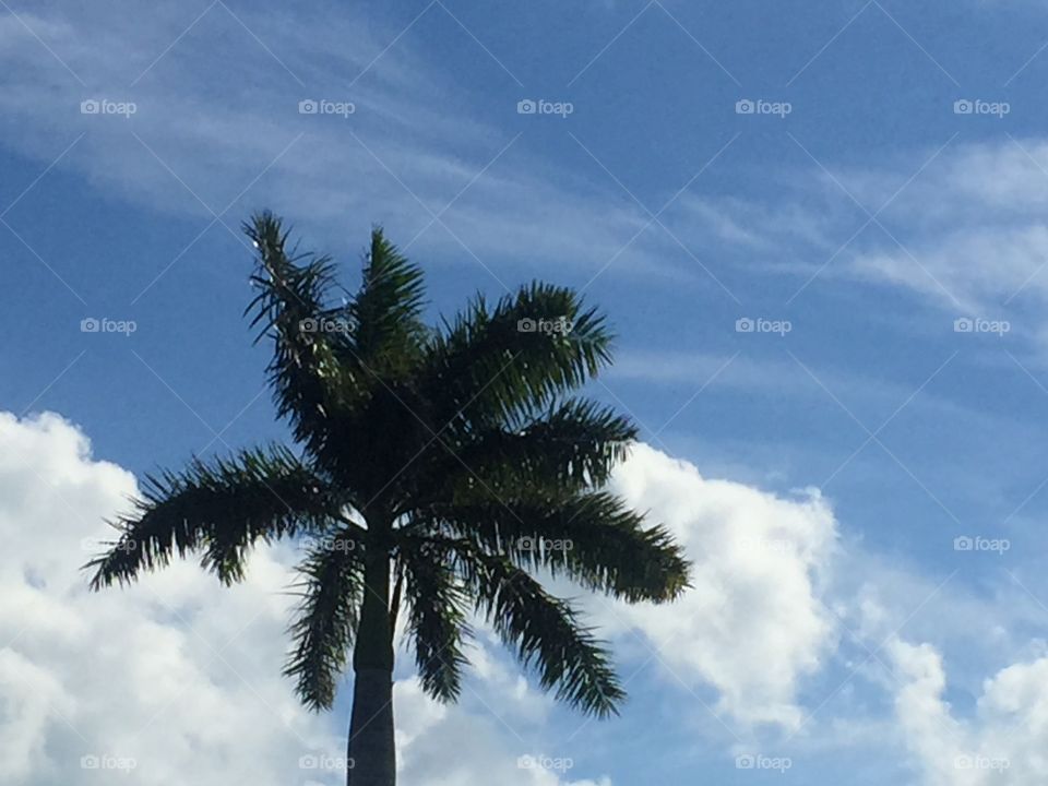 Palm Trees 