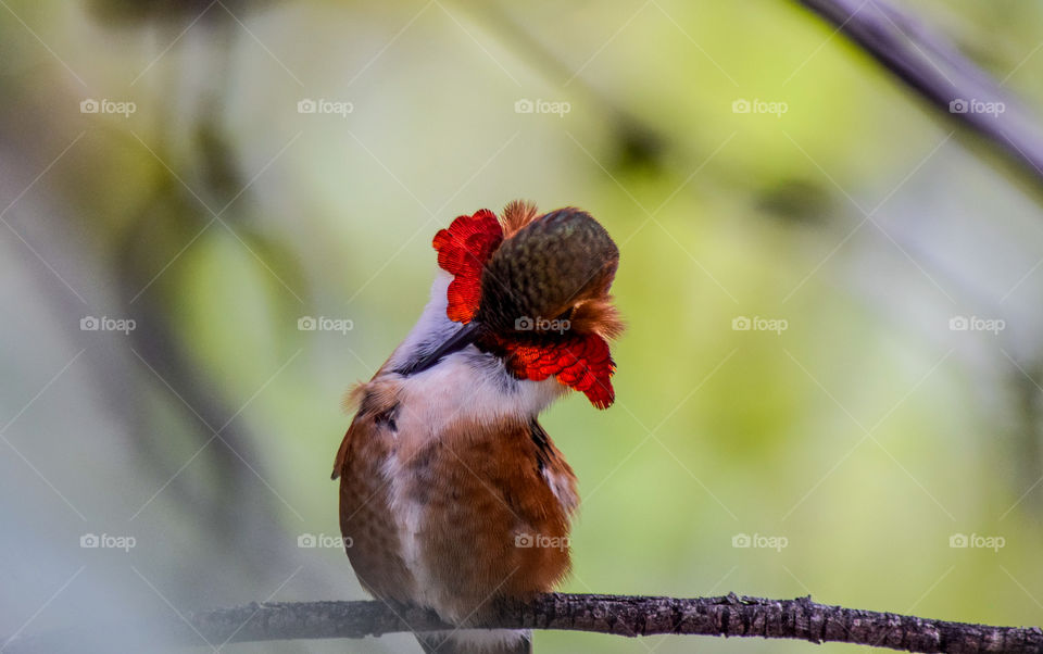 Red-necked hummingbird scratching its feather