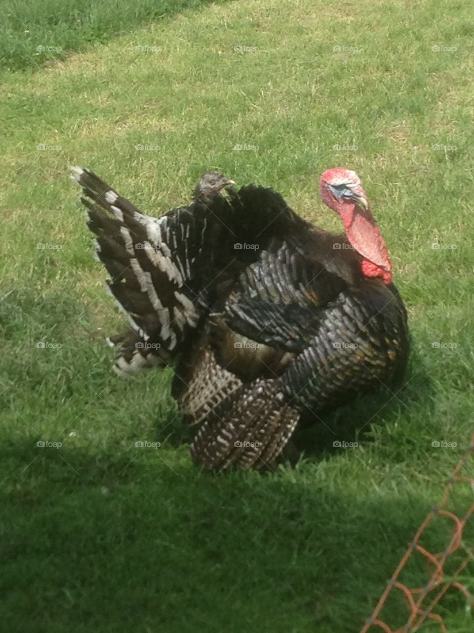 Male turkey