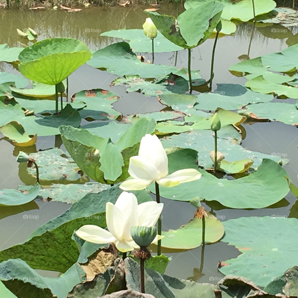 White lotus in the pond