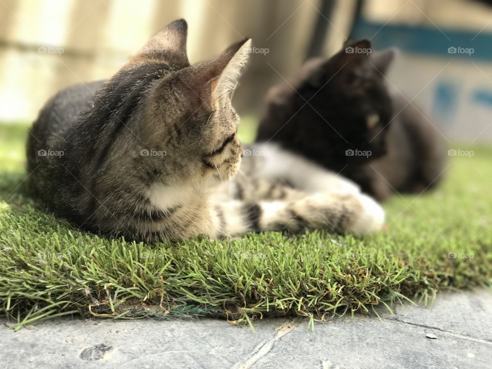 Solo queremos descansar, una Foto en un tapete que simula pasto.