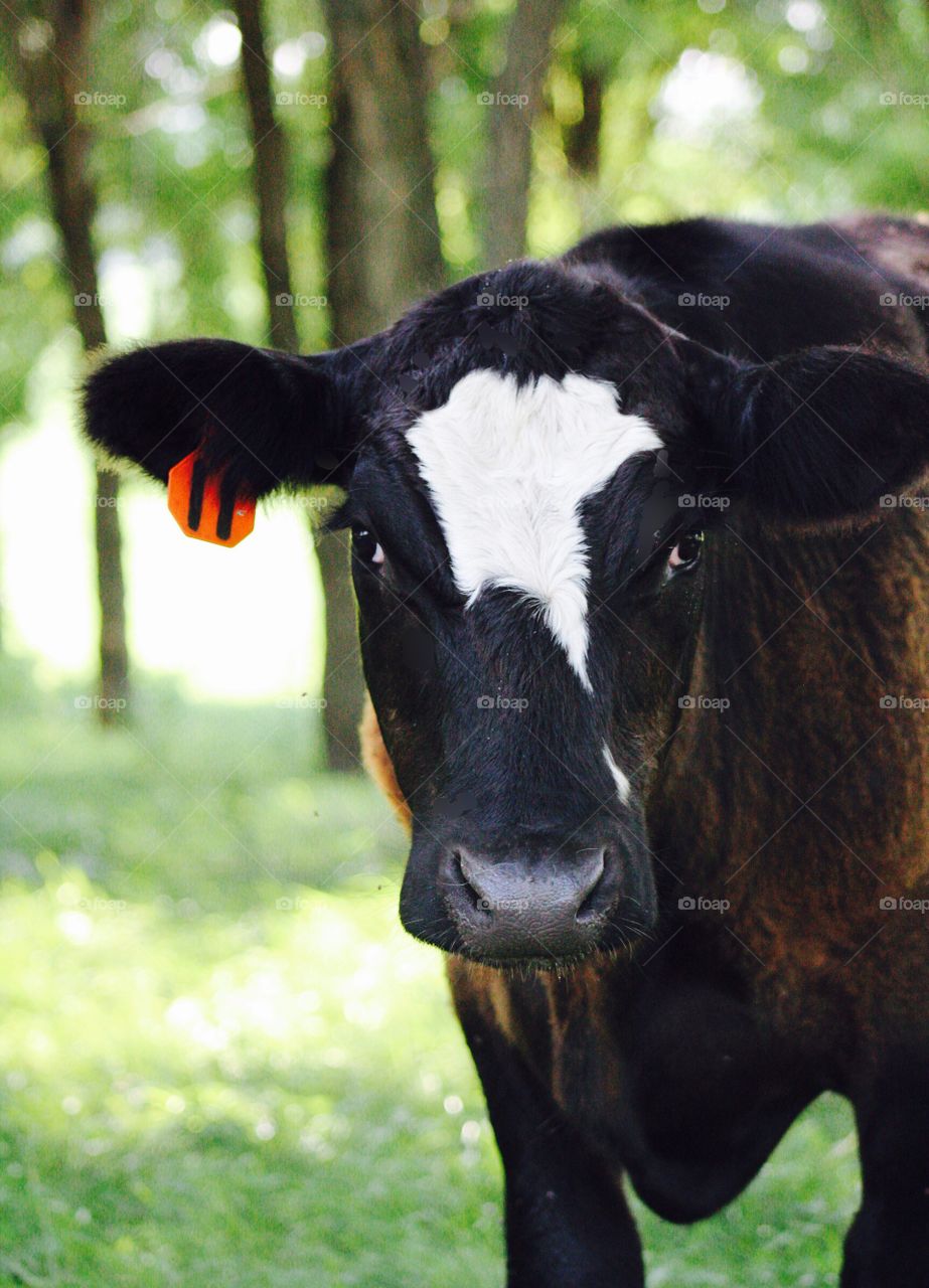 Closeup of a friendly steer in a shady pasture