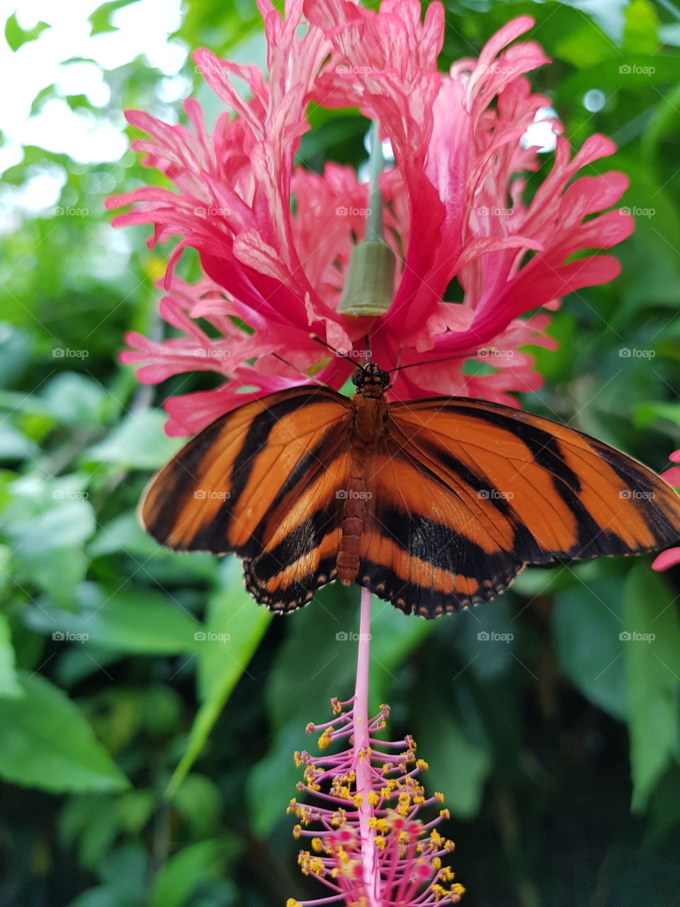 tiger butterfly on a bright fuscia flower