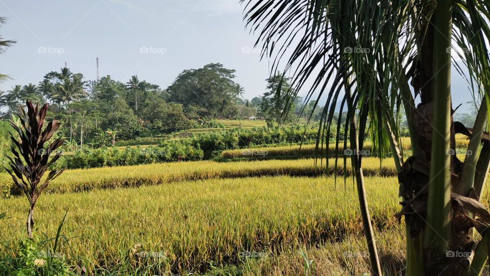 hijaunya sawah Ngantang