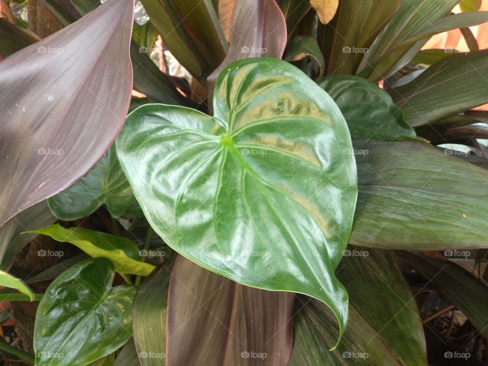 ornamental taro tree heart shaped