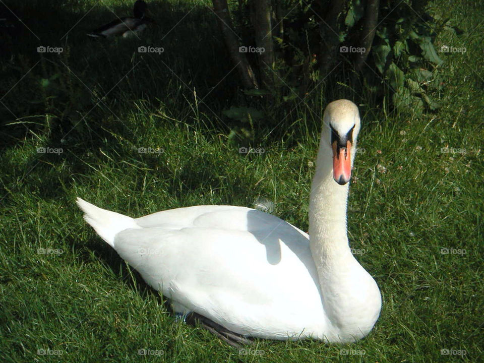 swan bird feathers bill by samspeed87
