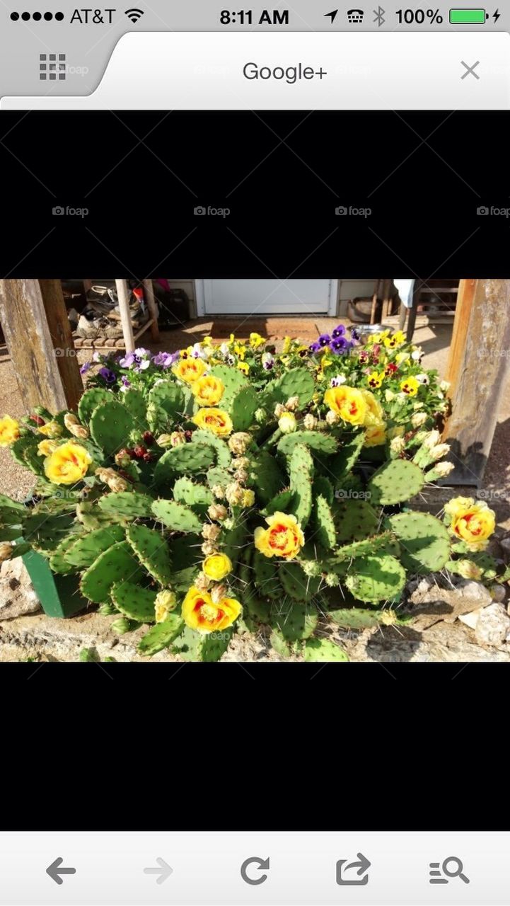Prickly pears in bloom