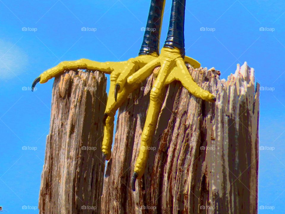 Firm Grip on Reality. Snowy Egret's Bright Yellow Feet @ Ft. Myers Beach, FL