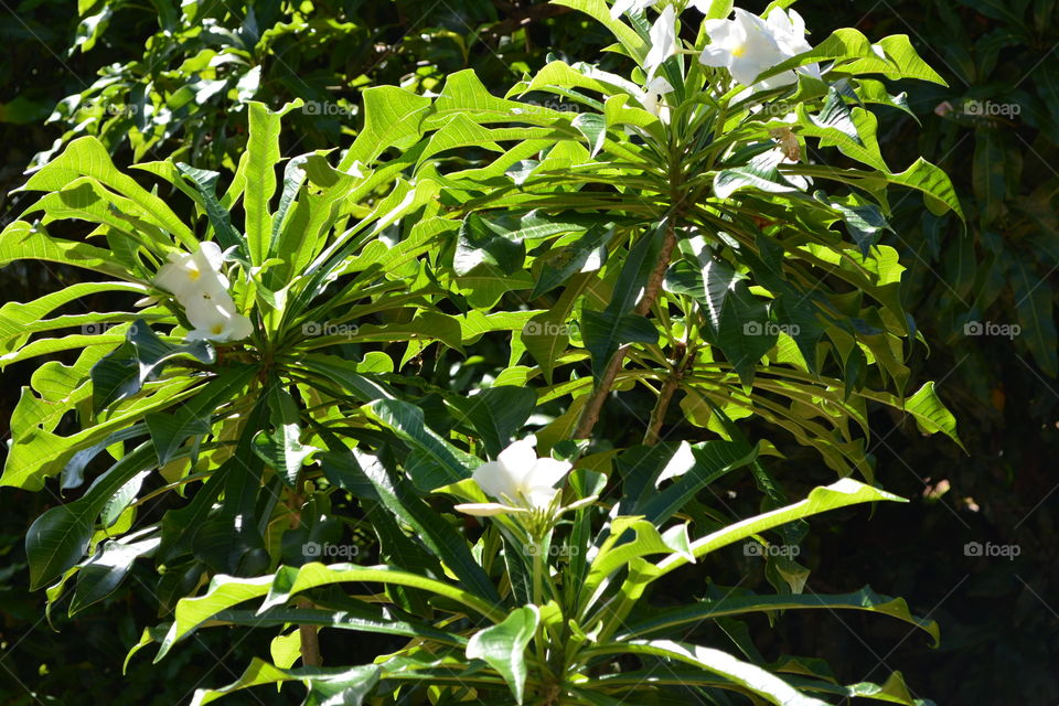 White flowers in botanical garden 