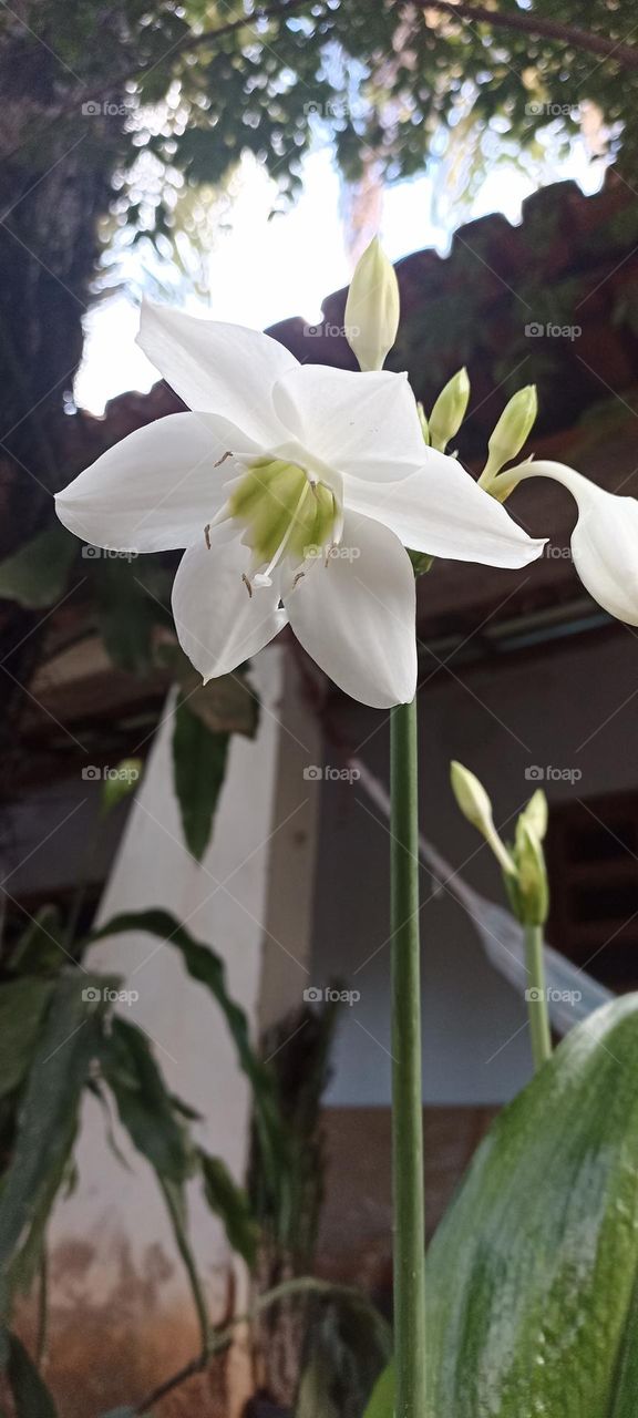 hyacinth flower