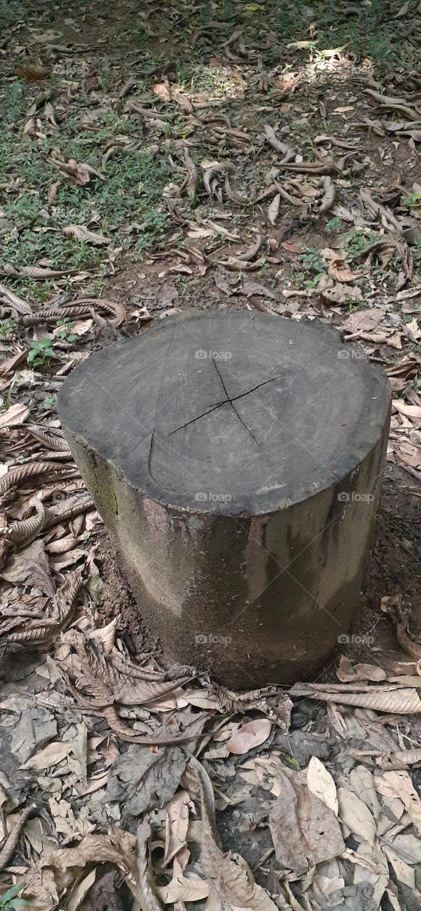 Jardim Botânico de Santos