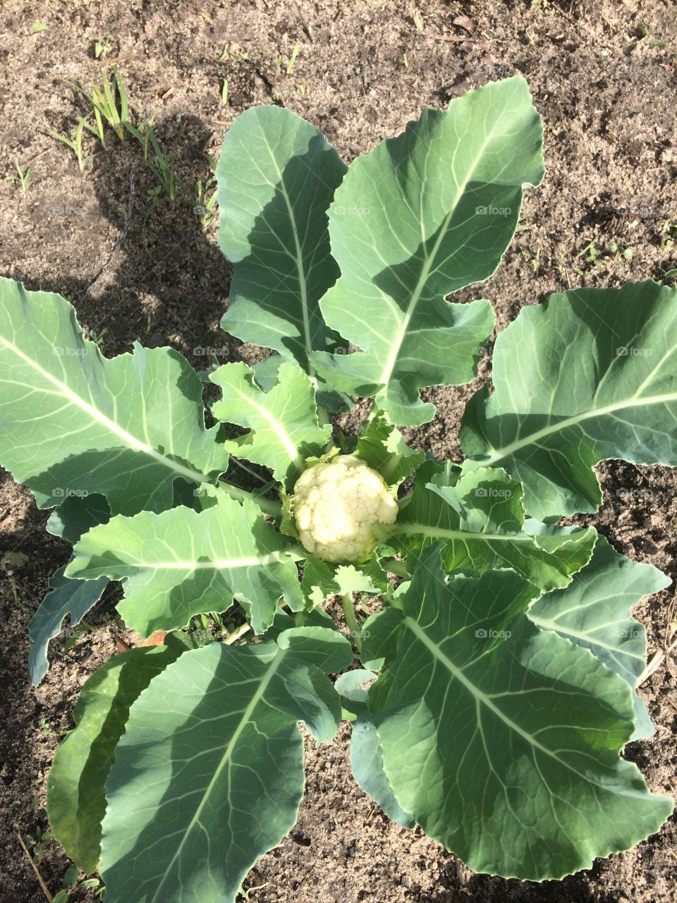 Cauliflower planted 