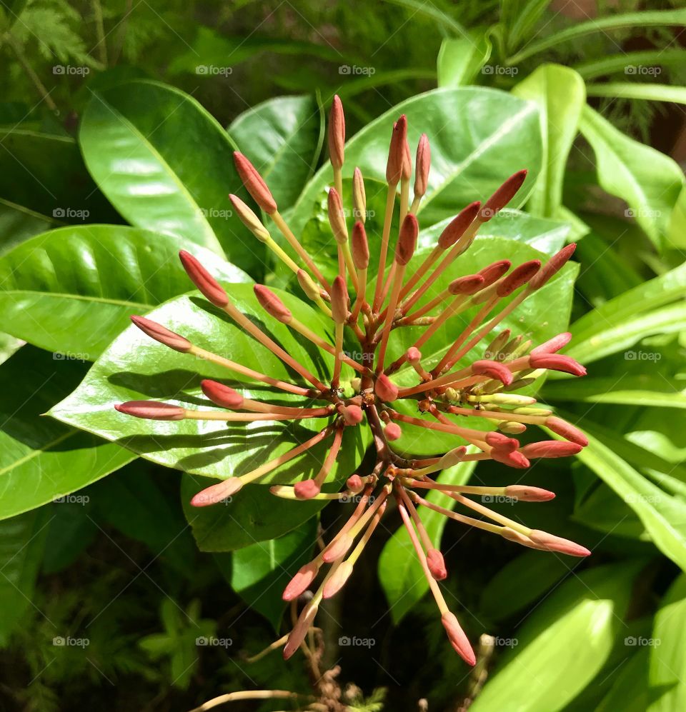 flower buds ready to bloom