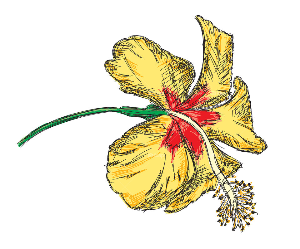 Hibiscus flower hand drawn illustration