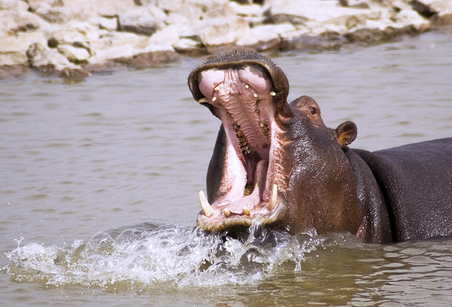 Hippo
