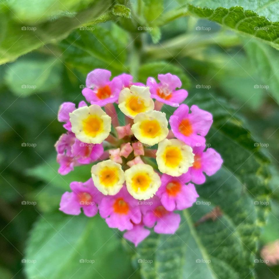 🌹 🇺🇸 Very beautiful flowers to brighten our day.  Live nature and its beauty. Did you like the delicate petals? / 🇧🇷 Flores muito bonitas para alegrar nosso dia. Viva a natureza e sua beleza. Gostaram das pétalas delicadas? 