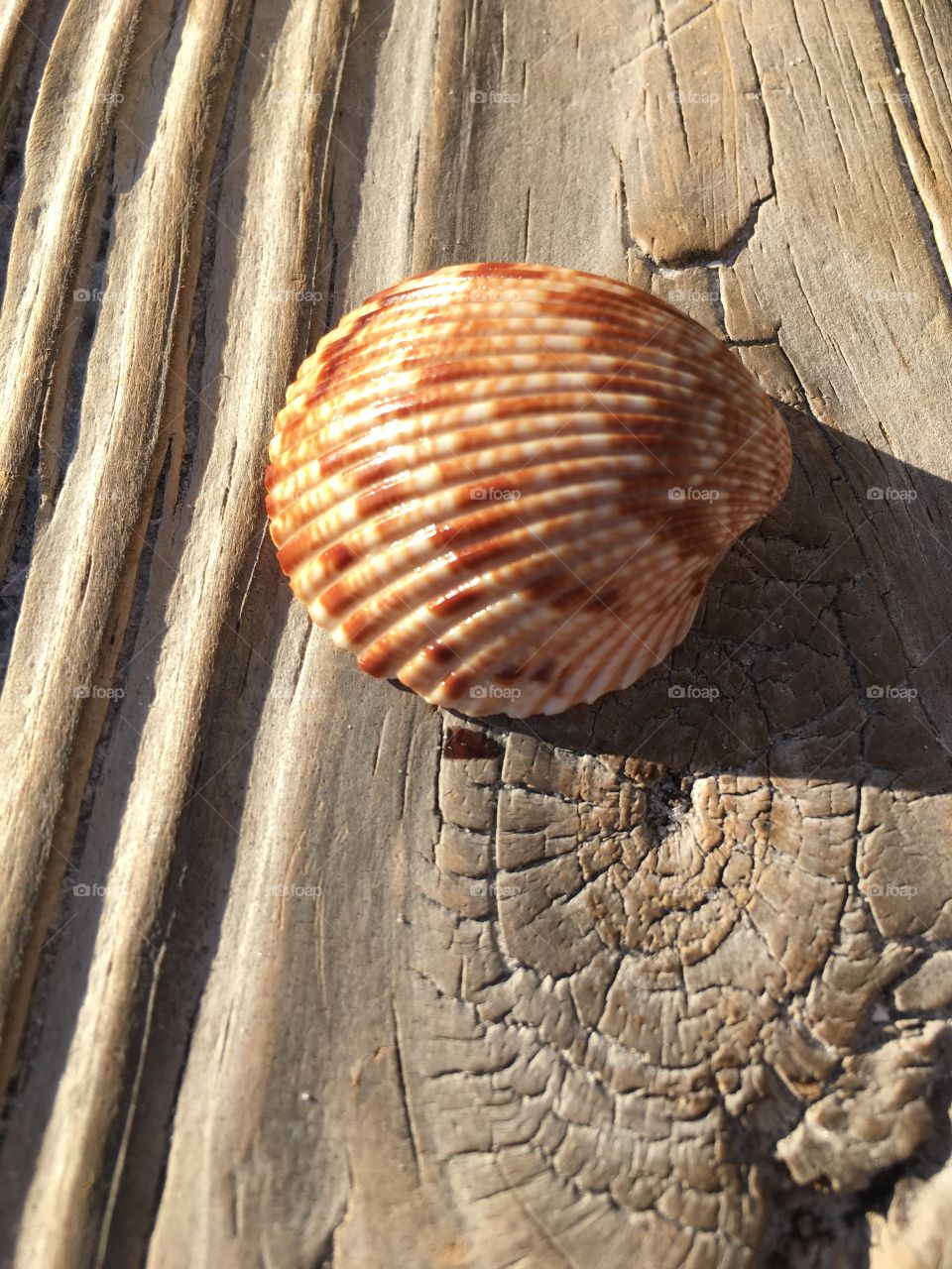 Shell on wood 