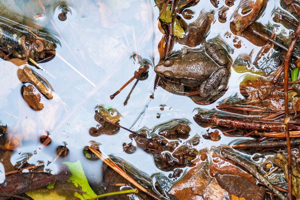 Sticks, rocks, and a frog in a puddle. Raleigh, North Carolina. 