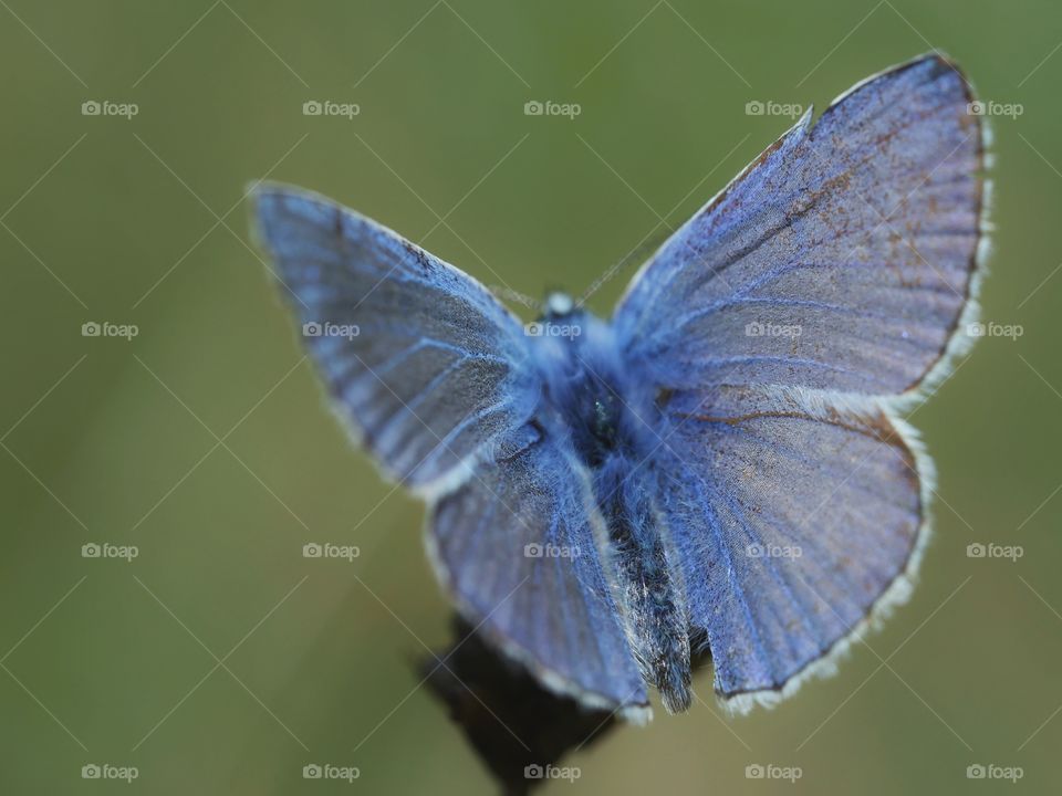 Close up portrait of common blue butterfly