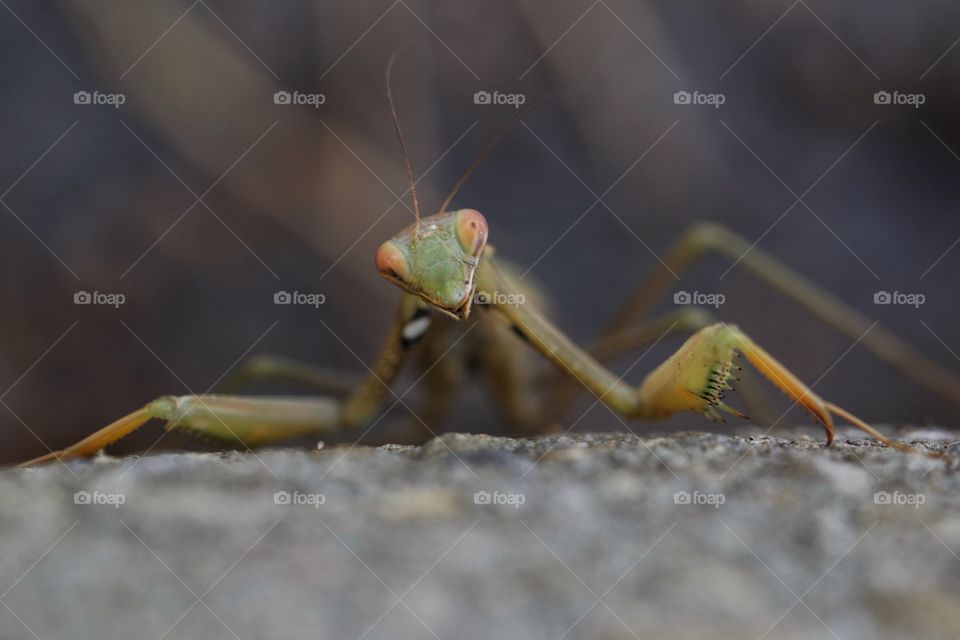 Close-up of mantis