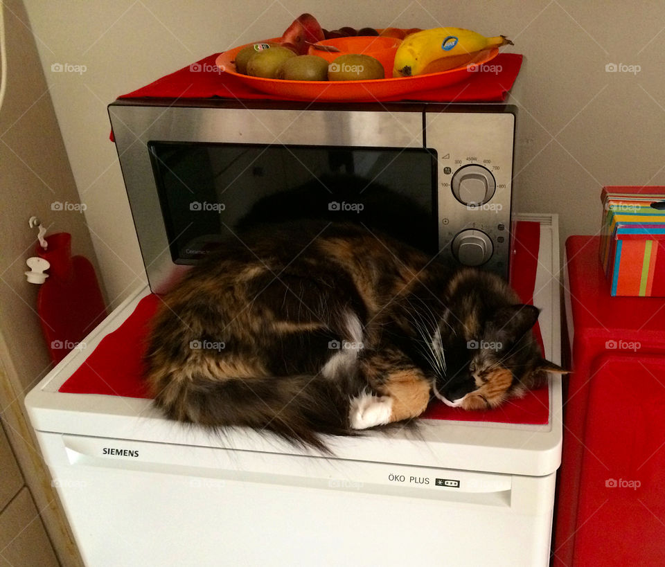 Cat sleeps in the kitchen