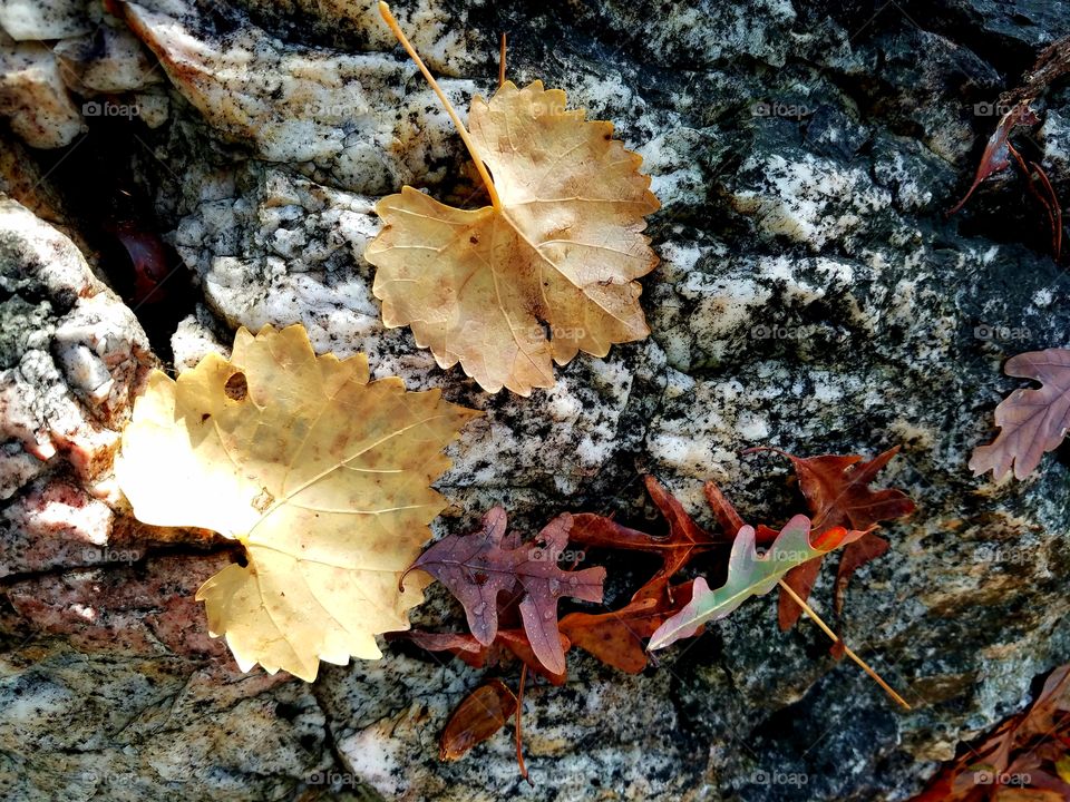 leaves on rock.