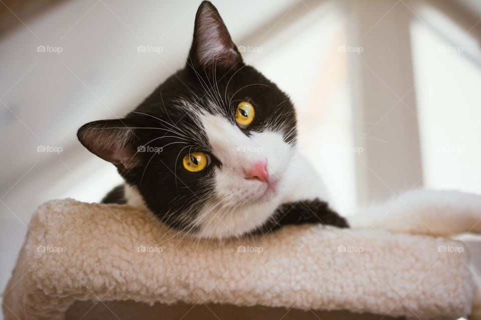 Black and White Cat with Gold Eyes Relaxing