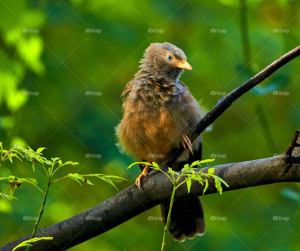 Bird photography - Yellow Babbler - Curious look 