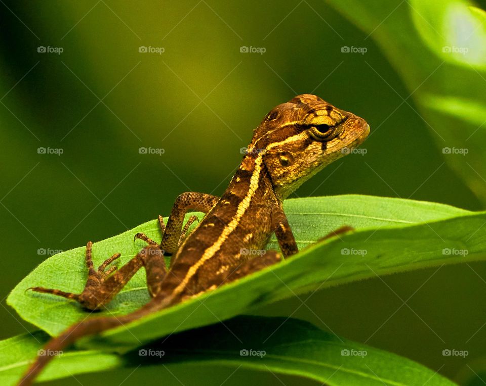 Oriental lizard - Closeup - Macro photography 