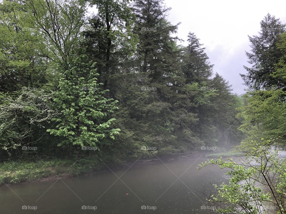 Foggy Creek